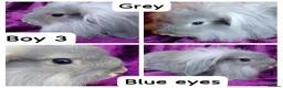 Mini Lion Lop rabbits for sale: Mini lion head lop  - Advert 32