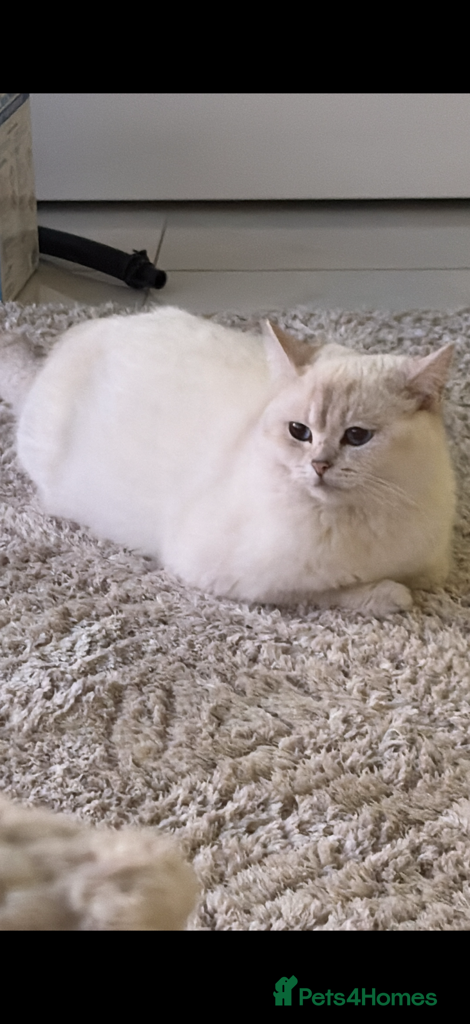 British Shorthair cats Kittens  - Advert 1