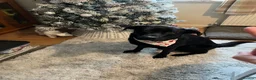 Sheprador dogs for sale: Oreo 3 years  in Nottingham - Advert 6