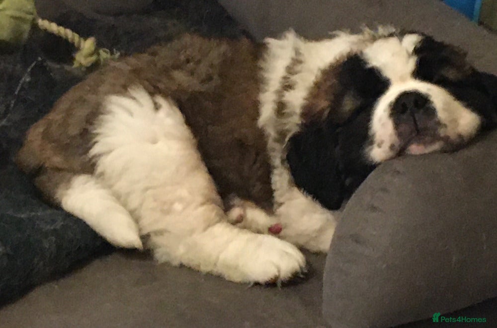 Saint Bernard dogs Health-tested line established 1990s. - Advert 4