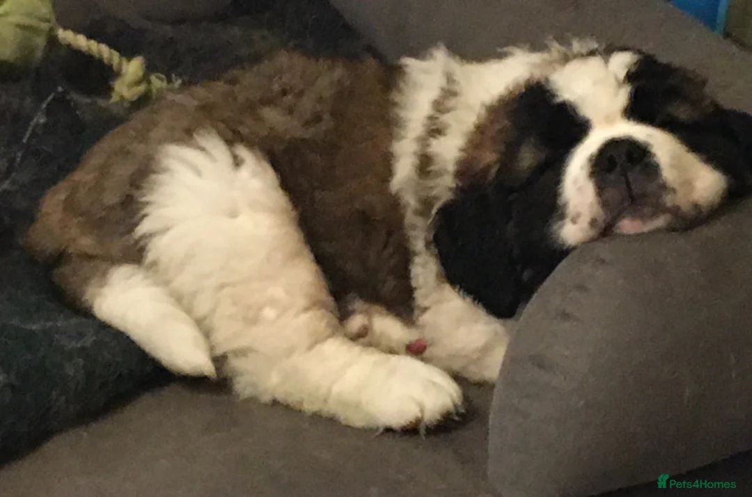 Saint Bernard dogs for sale: Health-tested line established 1990s. - Advert 1