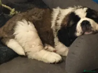 Saint Bernard dogs Health-tested line established 1990s. - Advert 4