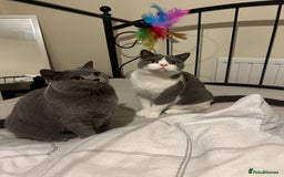 British Shorthair cats for sale: Re homing my two cats  - Image 4
