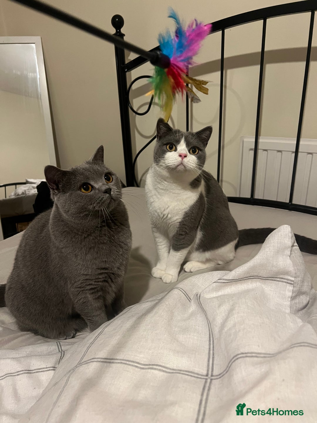 British Shorthair cats for sale: Re homing my two cats  - Image 4