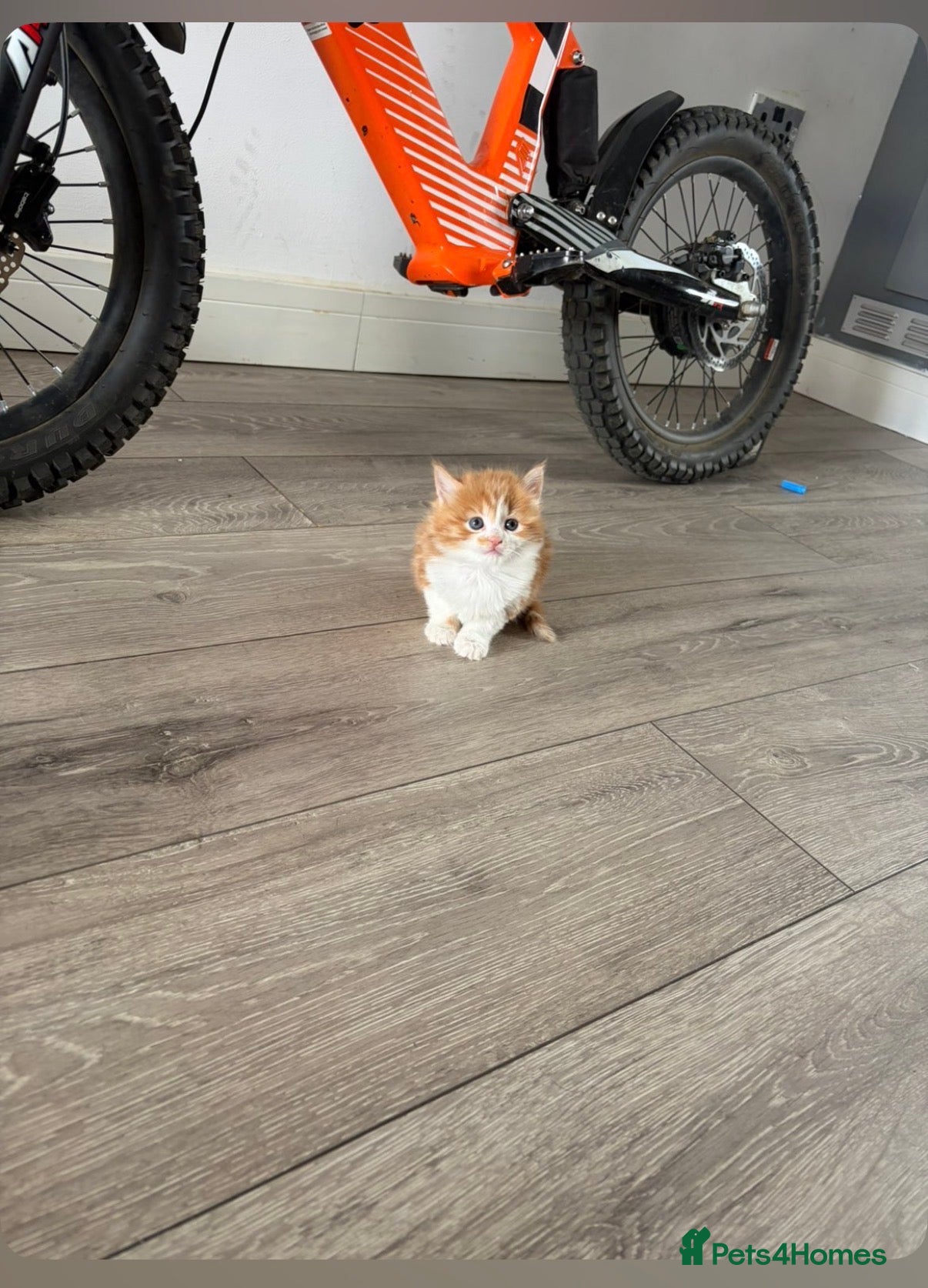Mixed Breed cats Beautiful Very Fluffy Kittens for Sale 🐾 - Advert 1