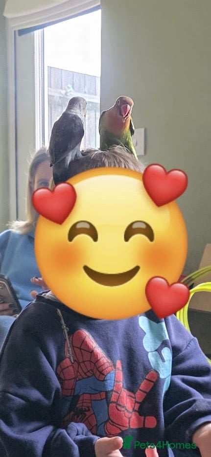 Lovebirds birds Ready now! Last baby hand reared Latino peachface  - Advert 12