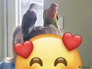 Lovebirds birds Ready now! Last baby hand reared Latino peachface - Advert 12