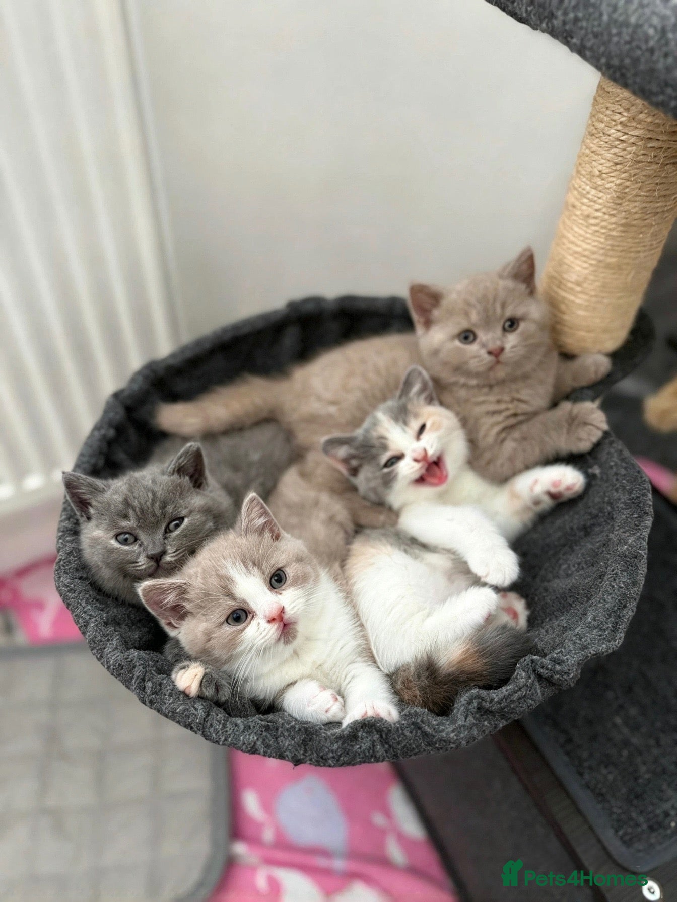 British Shorthair cats for sale: GCCF British Shorthair Kittens 🐱  - Advert 2