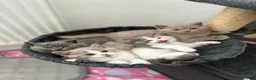 British Shorthair cats for sale: PKD+ALPS Tested, GCCF Registered, Loving Kittens - Advert 3