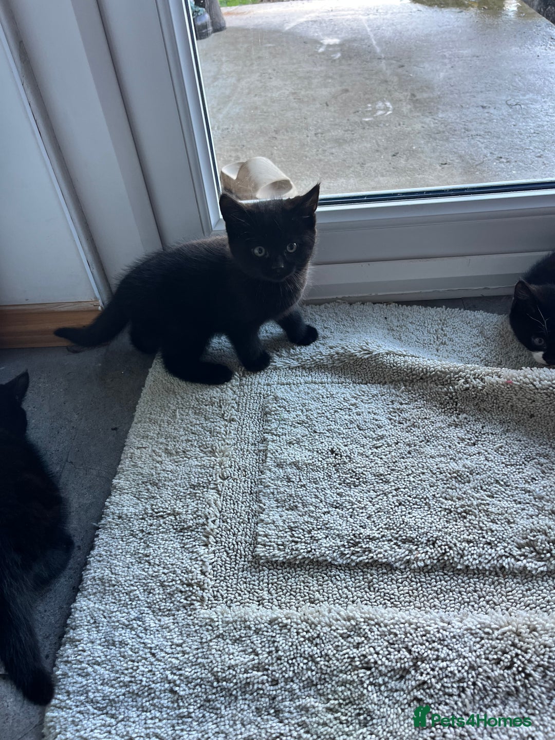 Mixed Breed cats for sale: Kittens for sale  - Advert 10