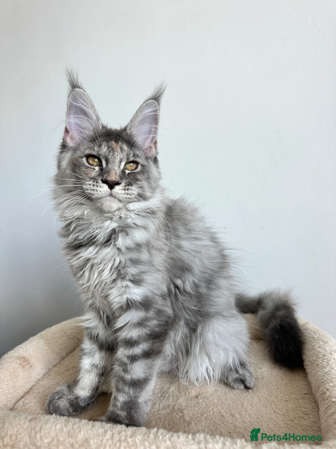 Maine Coon cats for sale: Registered Maine coon girl - ready to leave - Advert 2