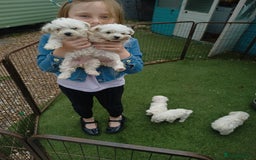 Mixed Breed dogs for sale: Bichion x Maltese pups - Image 2