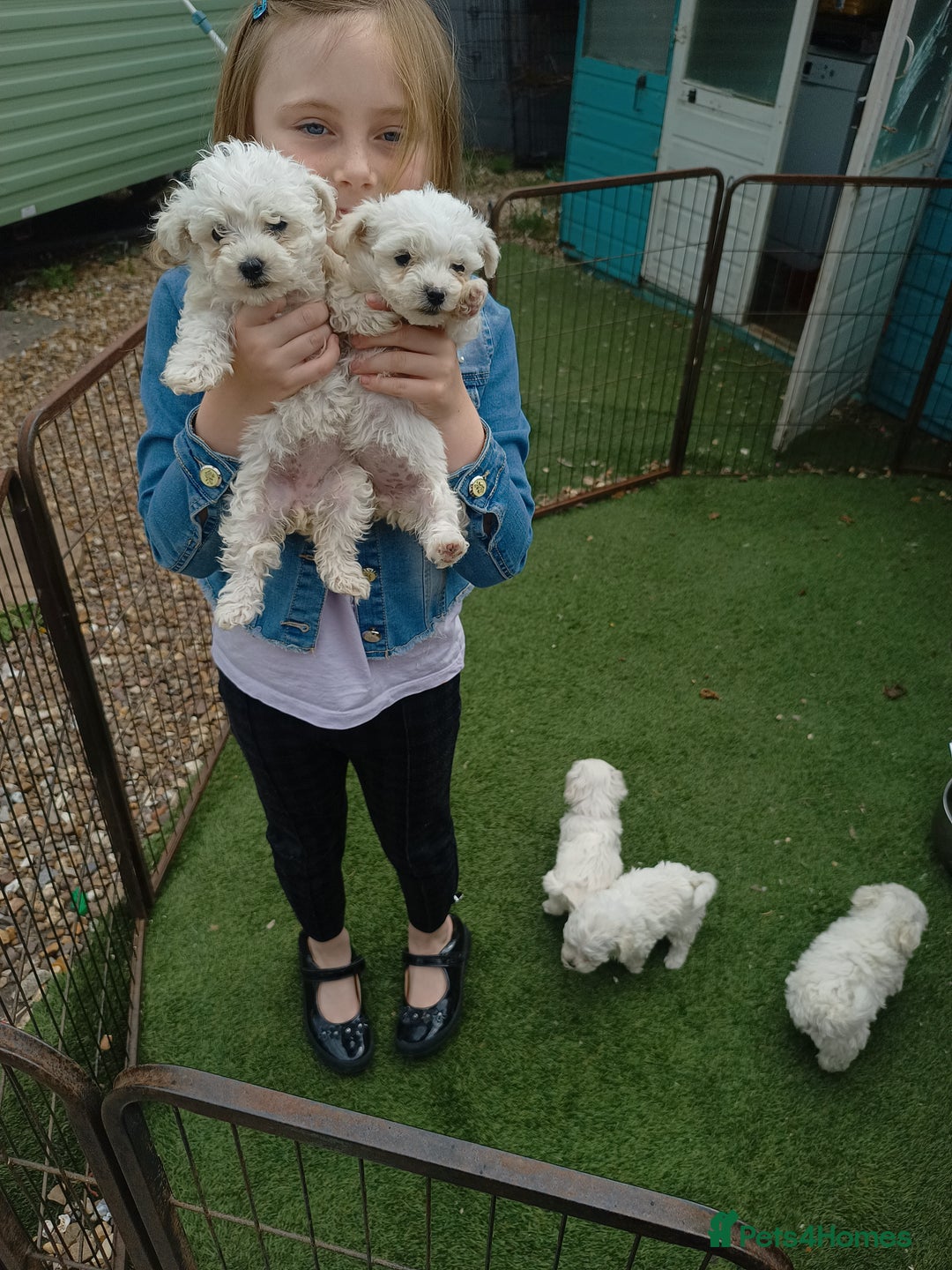 Mixed Breed dogs for sale: Bichion x Maltese pups - Image 2