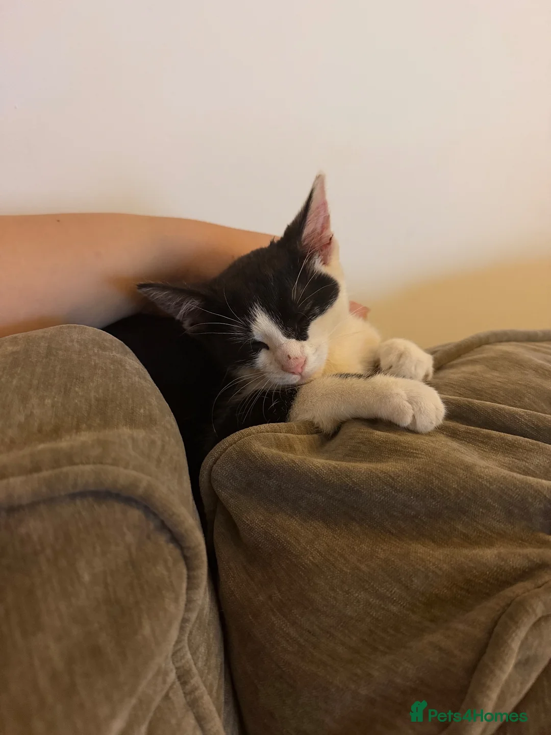 Mixed Breed cats for sale: Female kitten- looking for forever home🤍 - Advert 3