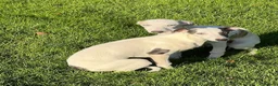 Whippet dogs for sale: 2 Left!!!! gorgeous whippet puppies 🐶  in Bury Saint Edmunds - Advert 8