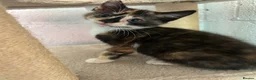 Mixed Breed cats for sale: Kittens for sale - Advert 13