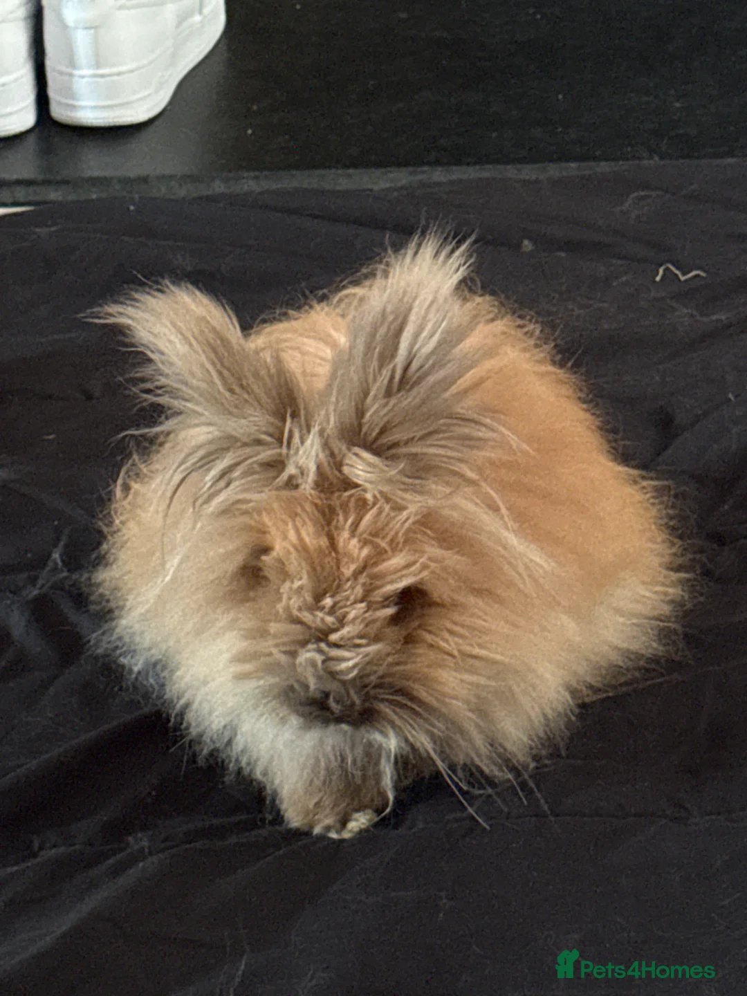 Lionhead rabbits for sale: Lionhead bunny  - Advert 3