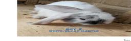 Mini Lop rabbits for sale: Gorgeous Harlequin Mini-Lops in Newport - Advert 10