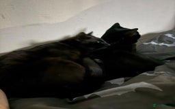 Mixed Breed cats for sale: Brothers looking for loving home  - Image 4