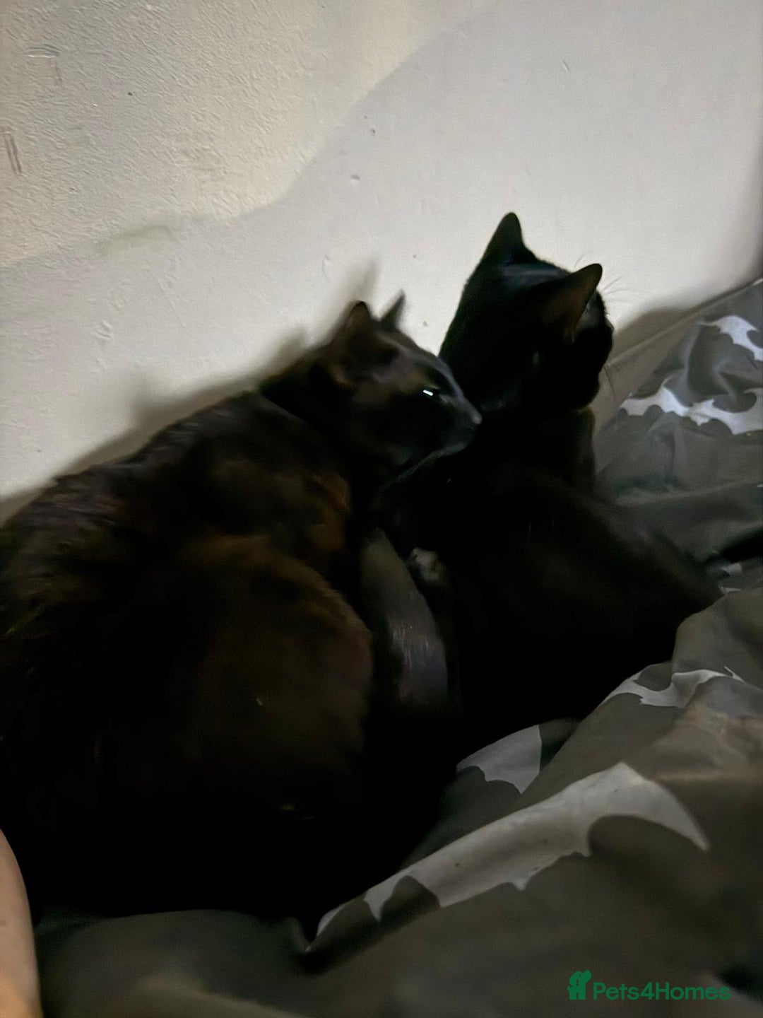 Mixed Breed cats for sale: Brothers looking for loving home  - Image 4