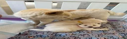 Japanese Shiba Inu dogs for sale: Japanese Shiba Inu Puppies - Advert 9