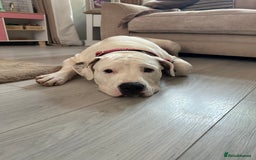 Mixed Breed dogs for sale: American Bulldog cross Staffy  - Image 3