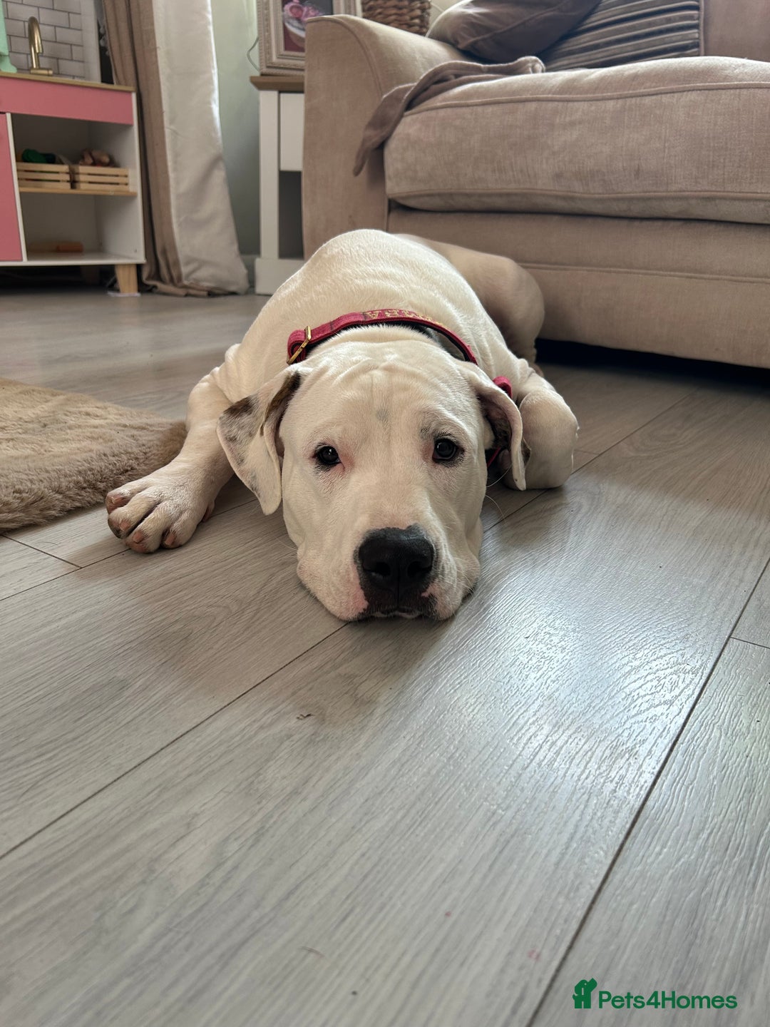 Mixed Breed dogs for sale: American Bulldog cross Staffy  - Image 3