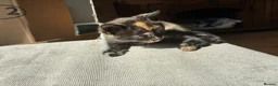 Mixed Breed cats for sale: Beautiful British x Domestic Tortie kittens - Advert 4