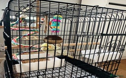 Cockatiels birds for sale: Hand tamed Cockatiel with cage and toys - Image 4