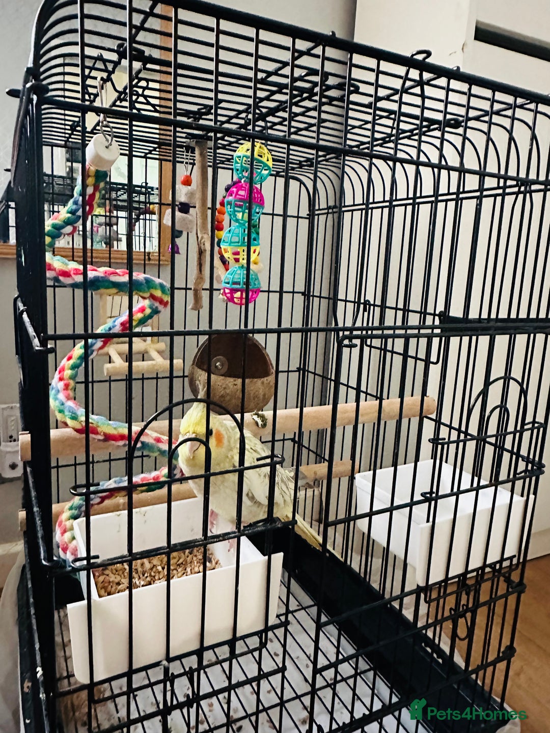 Cockatiels birds for sale: Hand tamed Cockatiel with cage and toys - Image 4