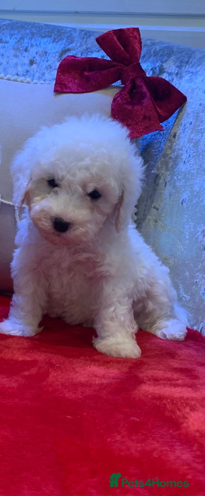Toy Poodle dogs 2 Highly intelligent Poodle puppies ready now ✨🐩 - Advert 9