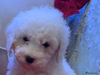 Toy Poodle dogs 2 Highly intelligent Poodle puppies ready now ✨🐩 - Advert 9