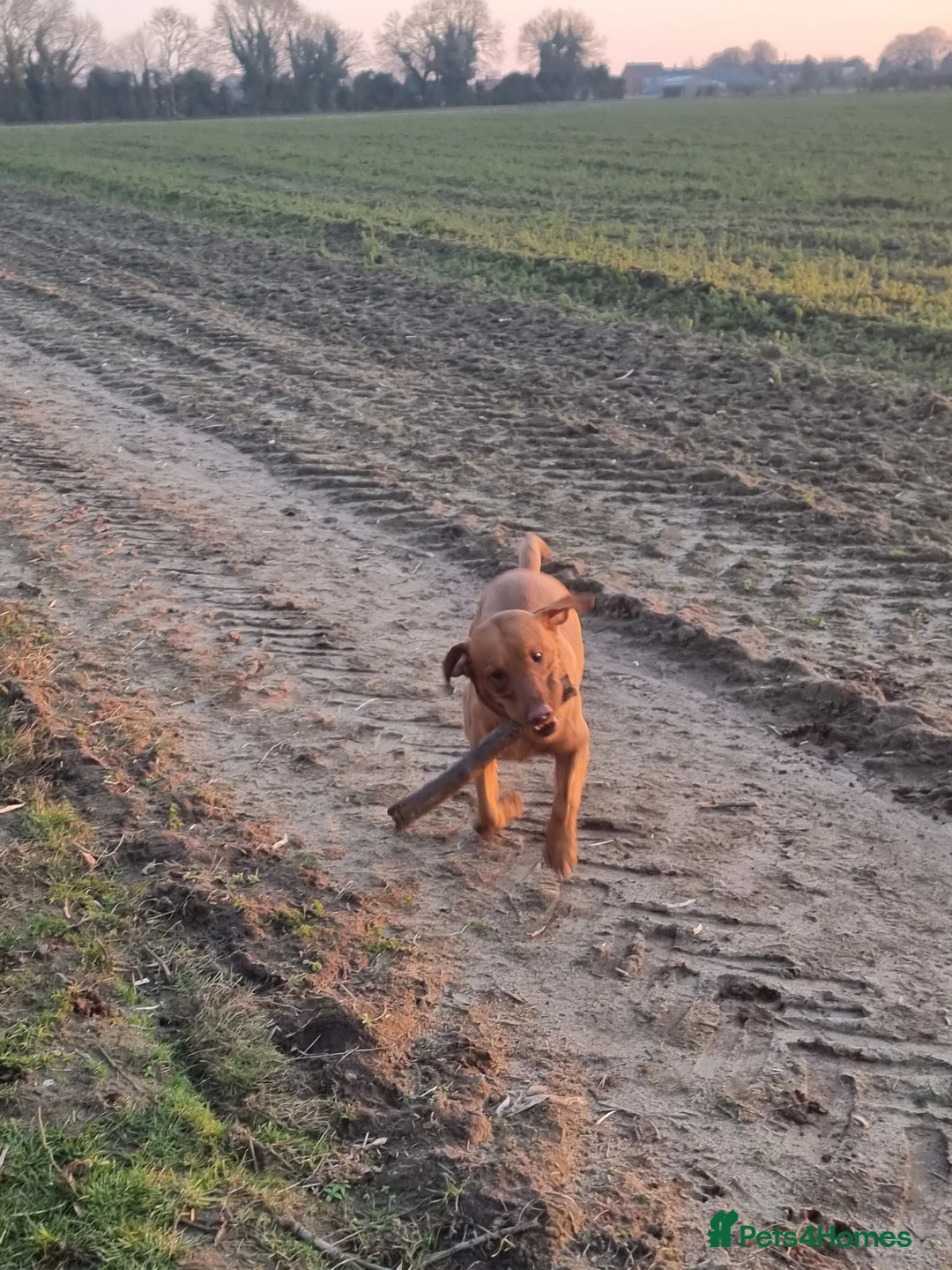 Labrador Retriever dogs for sale: 2 year old labrador  in Woodhall Spa - Advert 5