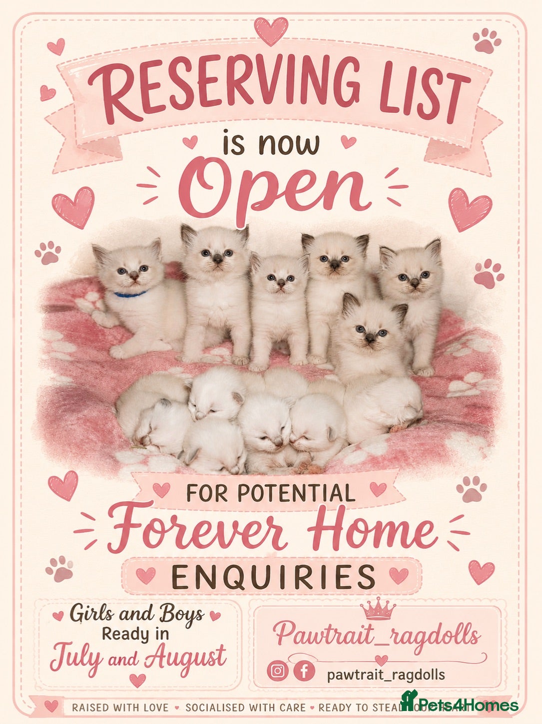Ragdoll cats Pawtrait Perfect Ragdoll kittens - Advert 2