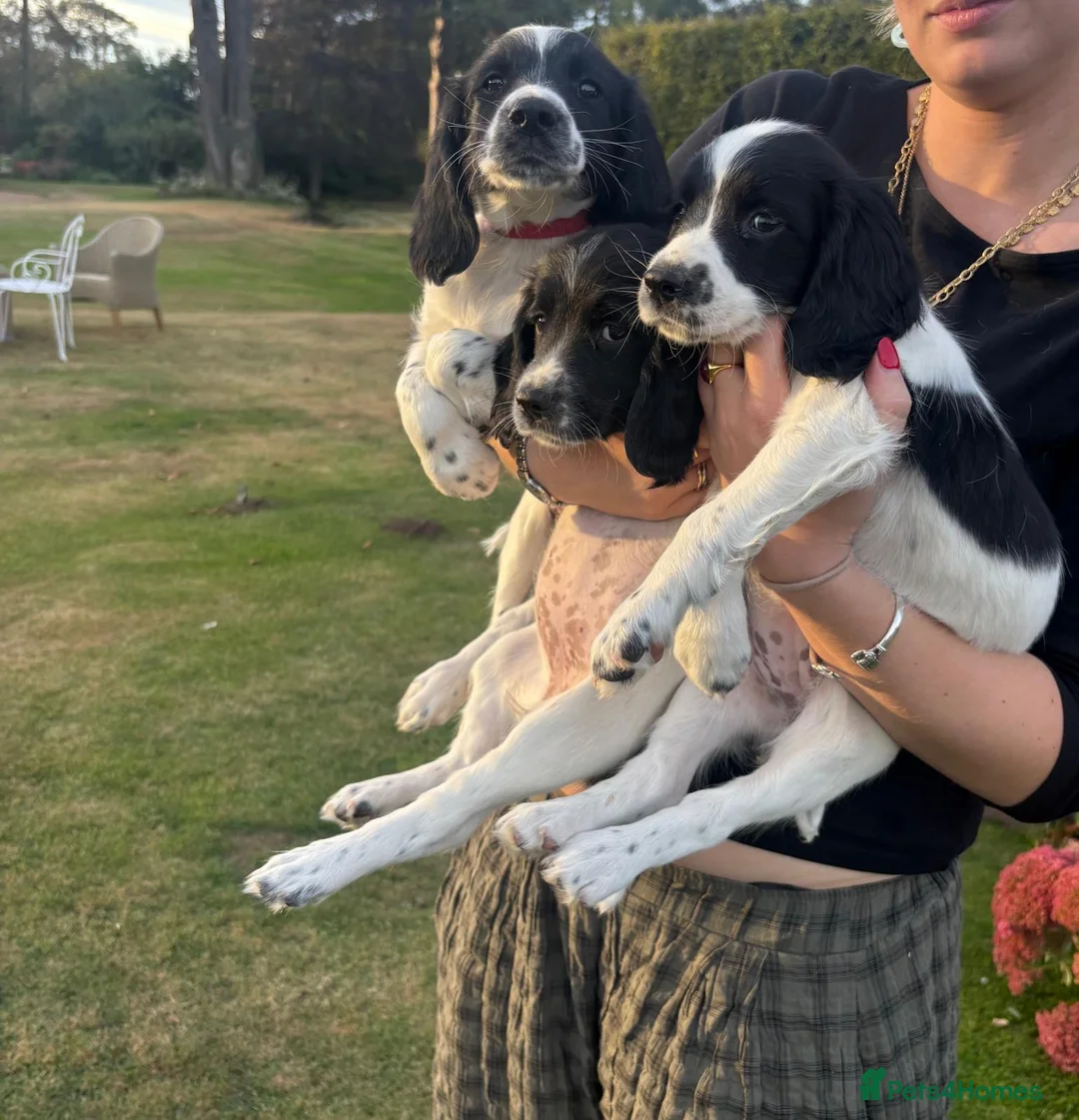 English Springer Spaniel dogs for sale: Springer Spaniel Puppies For Sale  - Advert 2