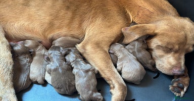 Labrador Retriever dogs - Advert 1
