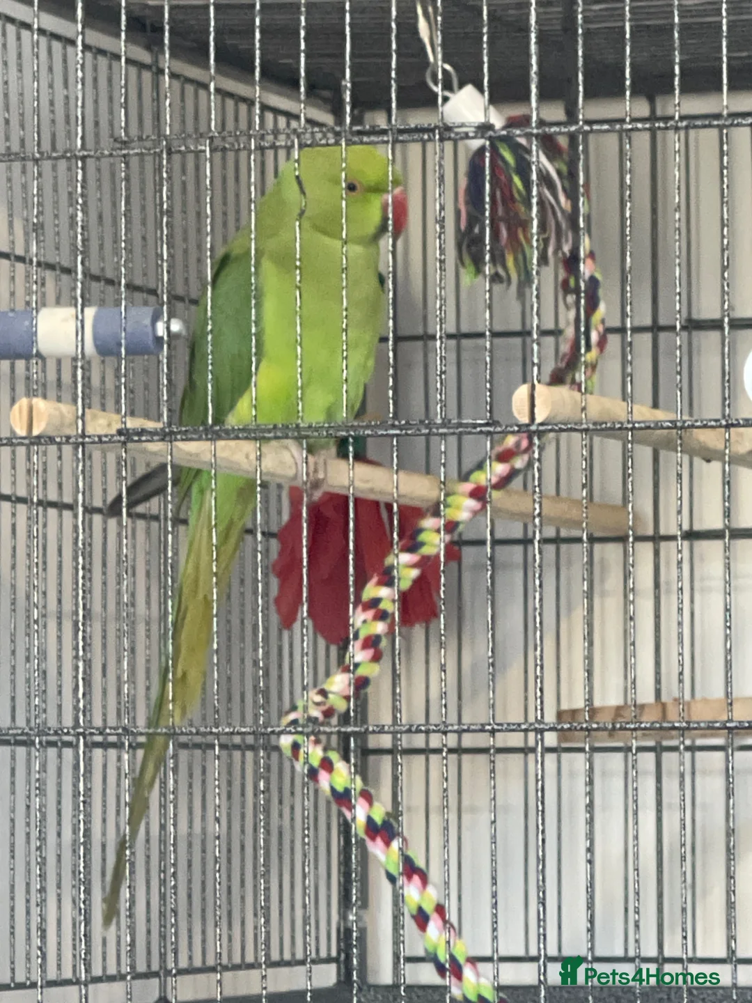 Ringnecks birds for sale: Green Indian ring neck  - Advert 1