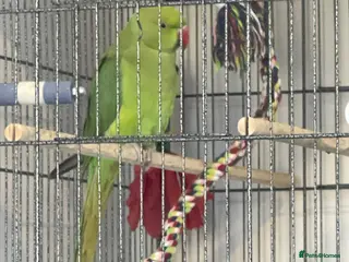 Ringnecks birds Green Indian ring neck - Advert 1