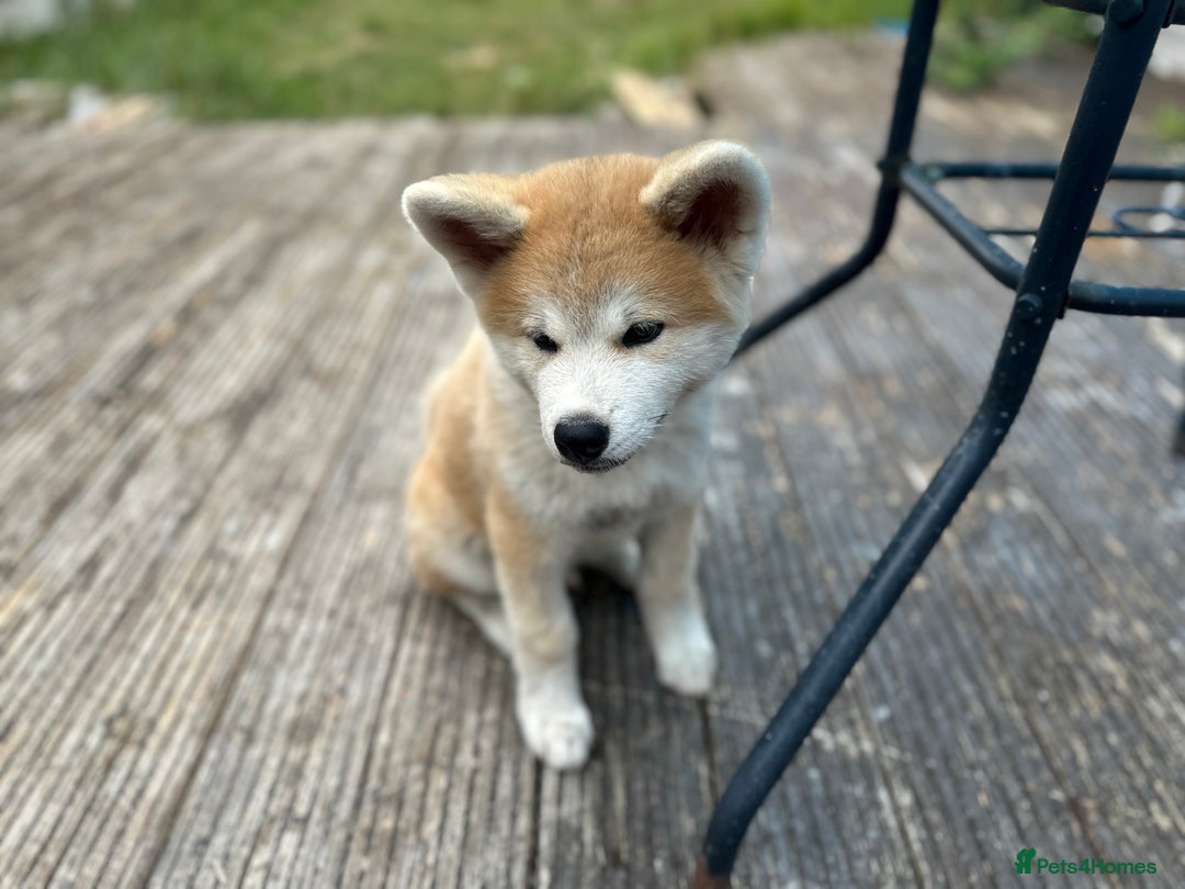 Japanese Mini Akita Dog Mini Akita Dog Small Akita Like Dog Outlet