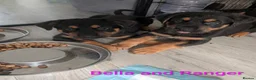 Mixed Breed dogs for sale: German Shepherd Cross Puppies  - Advert 13