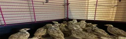 Quail poultry for sale: ** QUAIL HATCHING EGGS ** - Advert 10