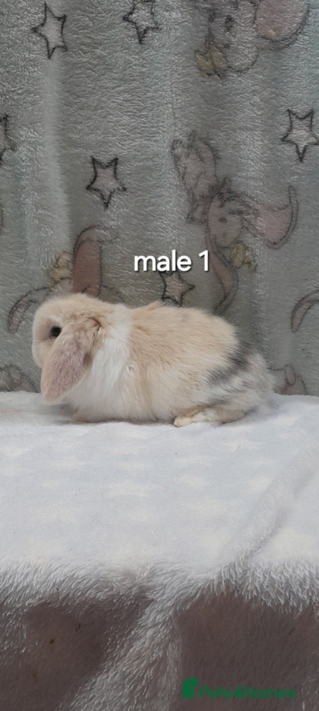 Mini Lop rabbits for sale: Purebred mini lops ready now  - Advert 1