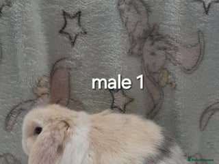 Mini Lop rabbits Purebred mini lops ready now - Advert 1