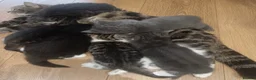 Ragdoll cats for sale: 10 week old, male, Ragdoll x Bengal  - Advert 8