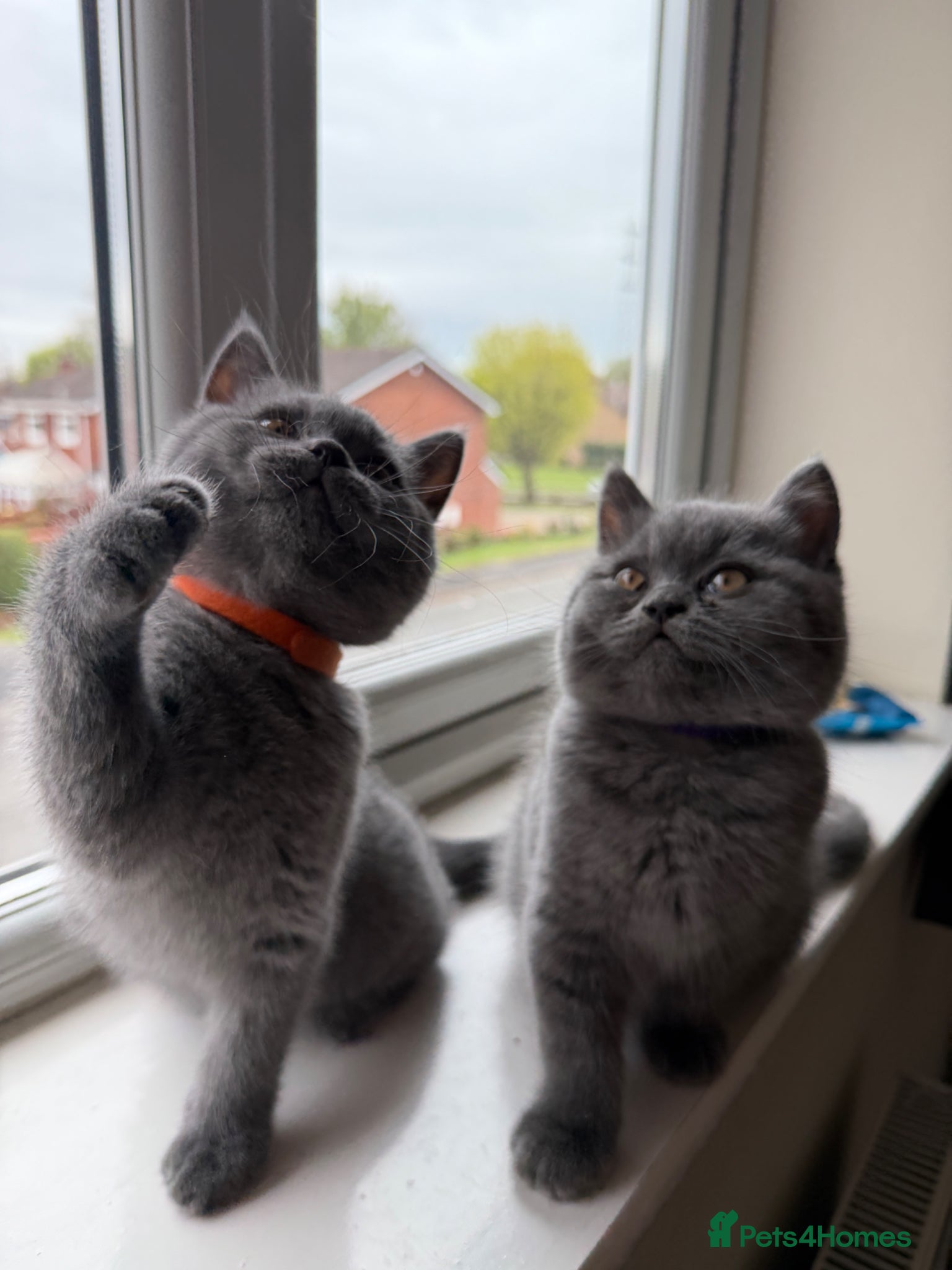British Shorthair cats Two beautiful British shorthair kittens  - Advert 1