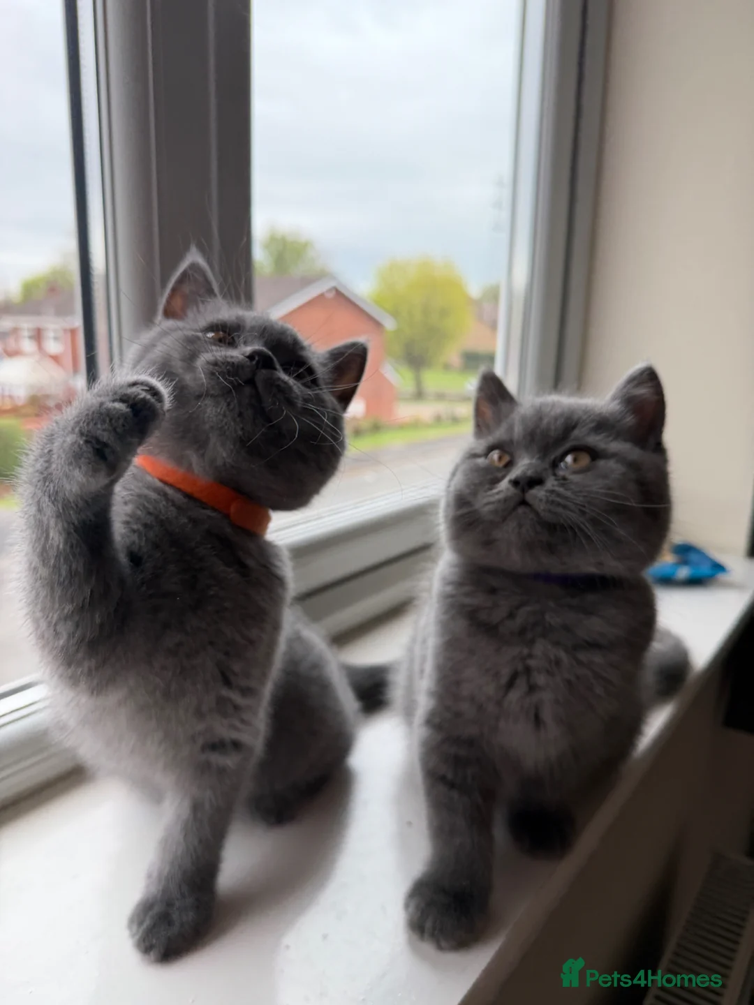 British Shorthair cats for sale: Two beautiful British shorthair kittens  in Birmingham - Advert 1