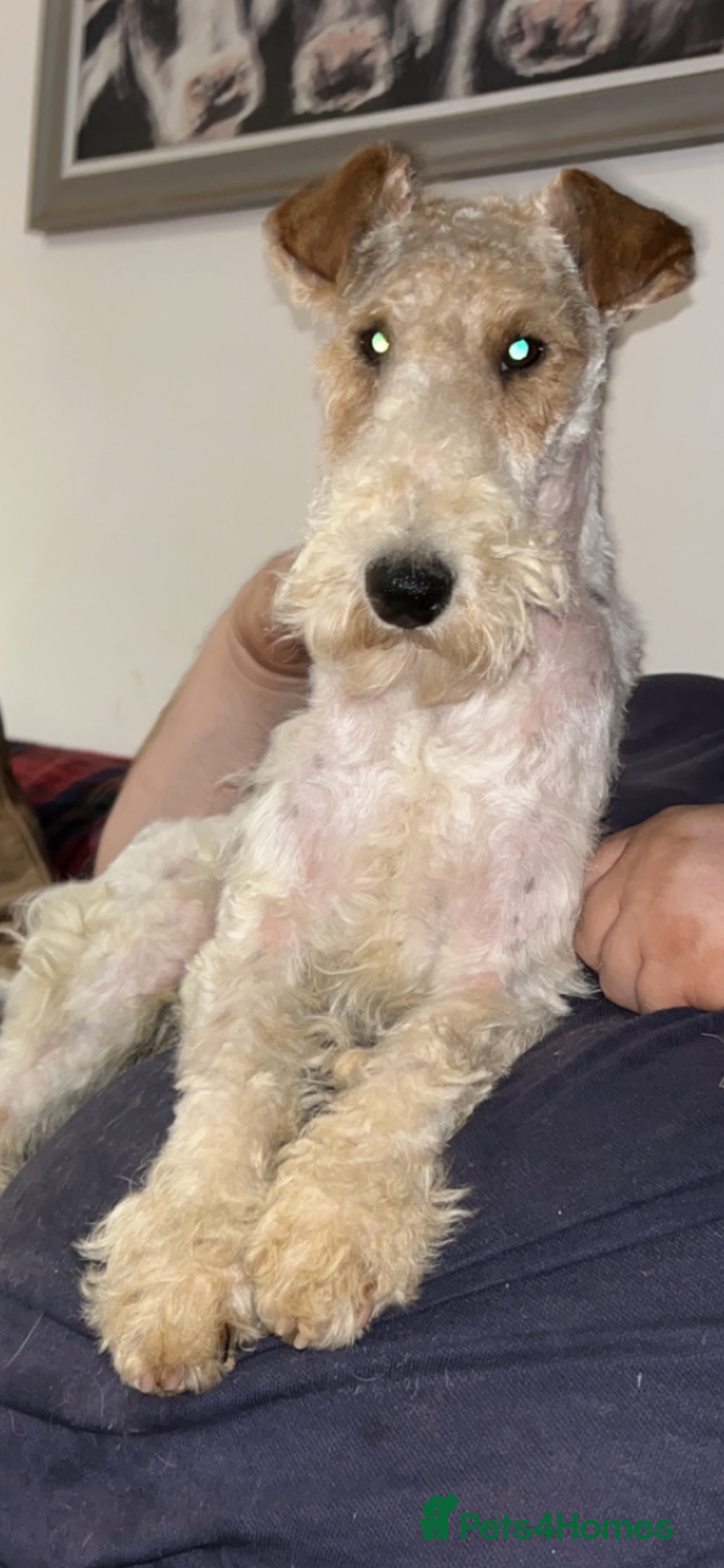 Fox Terrier dogs (TEDDY) Wire haired, fox terrier for STUD in Uttoxeter - Advert 3