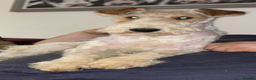Fox Terrier dogs for stud: (TEDDY) Wire haired, fox terrier for STUD in Uttoxeter - Advert 1
