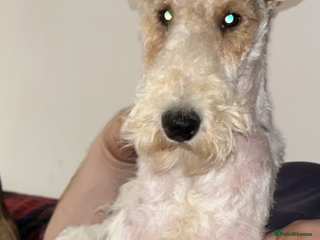 Fox Terrier dogs in Uttoxeter - Advert 2