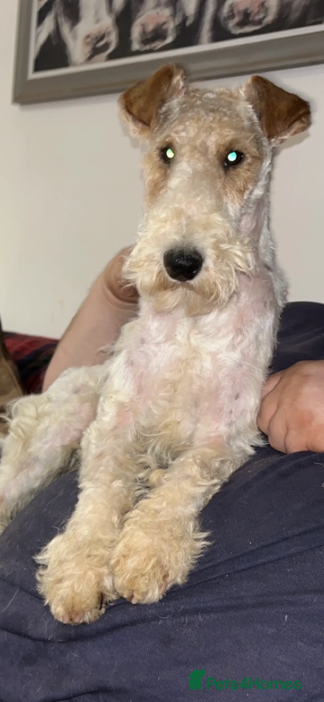 Fox Terrier dogs for stud: (TEDDY) Wire haired, fox terrier for STUD in Uttoxeter - Advert 1
